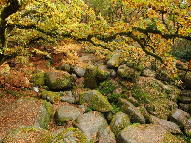 Le chaos granitique de la forêt de Huelgoat à l'automne : le Ménage de la Vierge