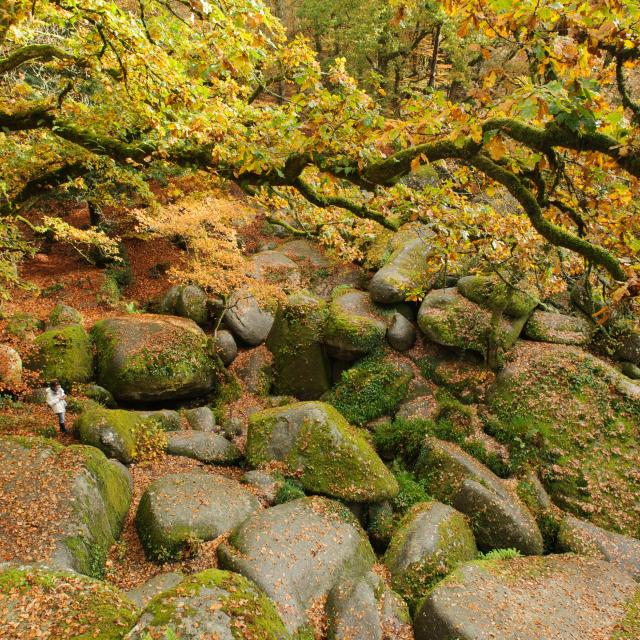 Le chaos granitique de la forêt de Huelgoat à l'automne : le Ménage de la Vierge