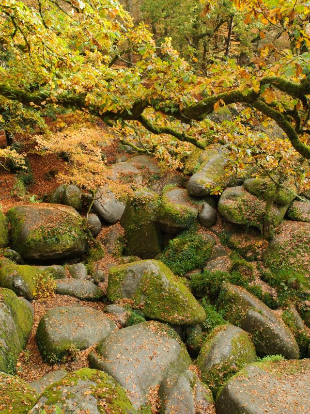 Le chaos granitique de la forêt de Huelgoat à l'automne : le Ménage de la Vierge